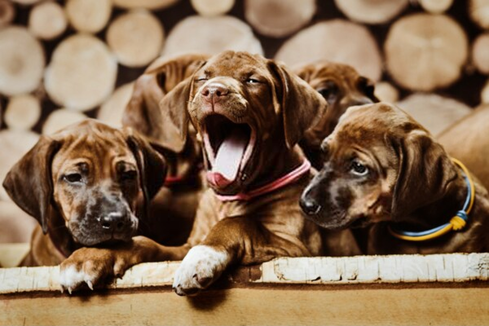 Cachorros Viejo Pastor Inglés Padres Importados