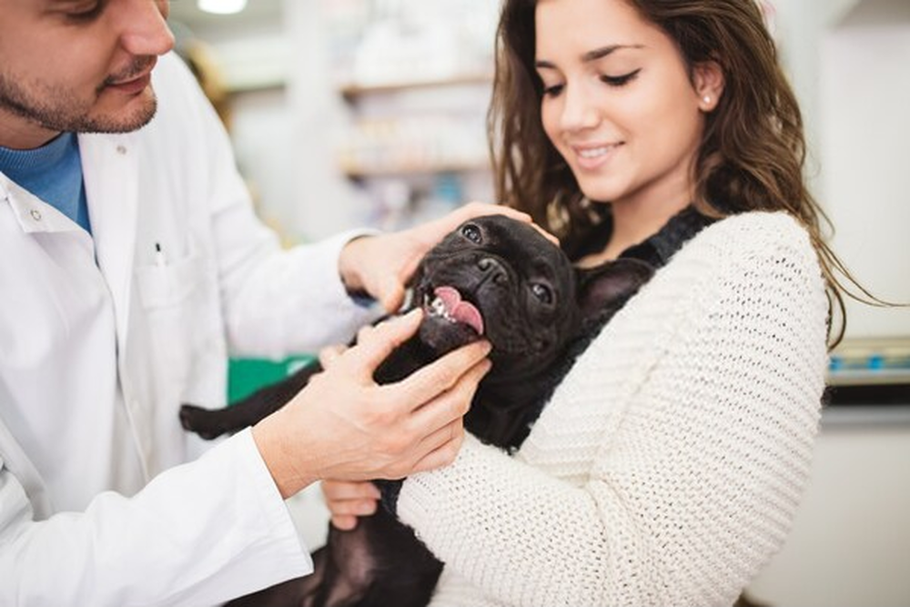 HOSPITAL VETERINARIO MEXICO ANIMAL HOME