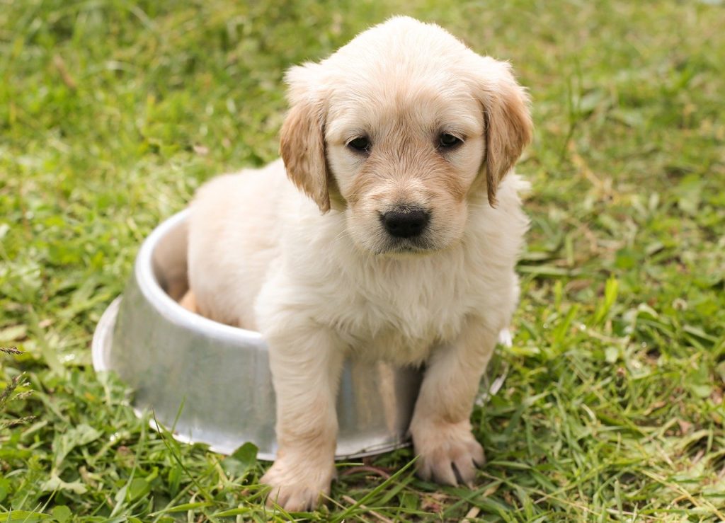 Cuidados de los cachorros recien nacidos