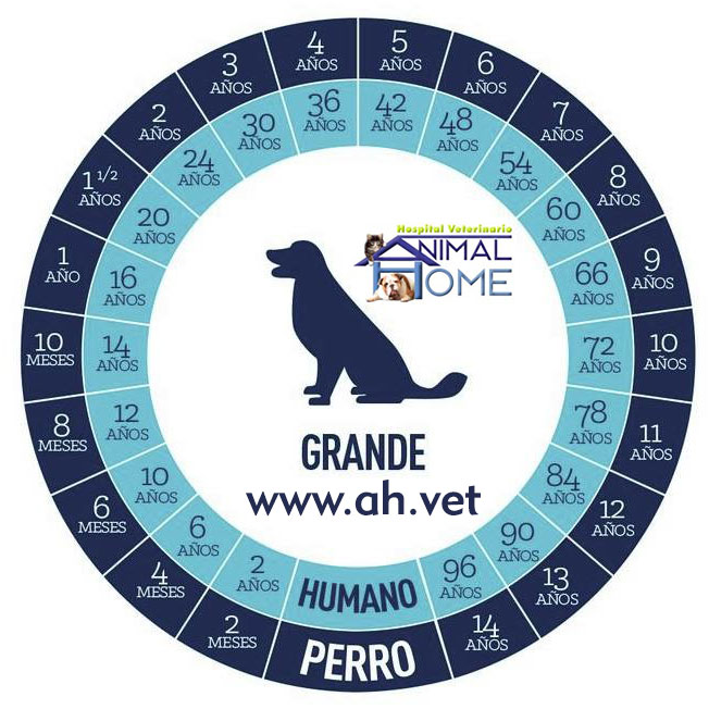 Edad en perros a la de humanos - HOSPITAL VETERINARIO EN MEXICO 24 HORAS | ANIMAL HOME