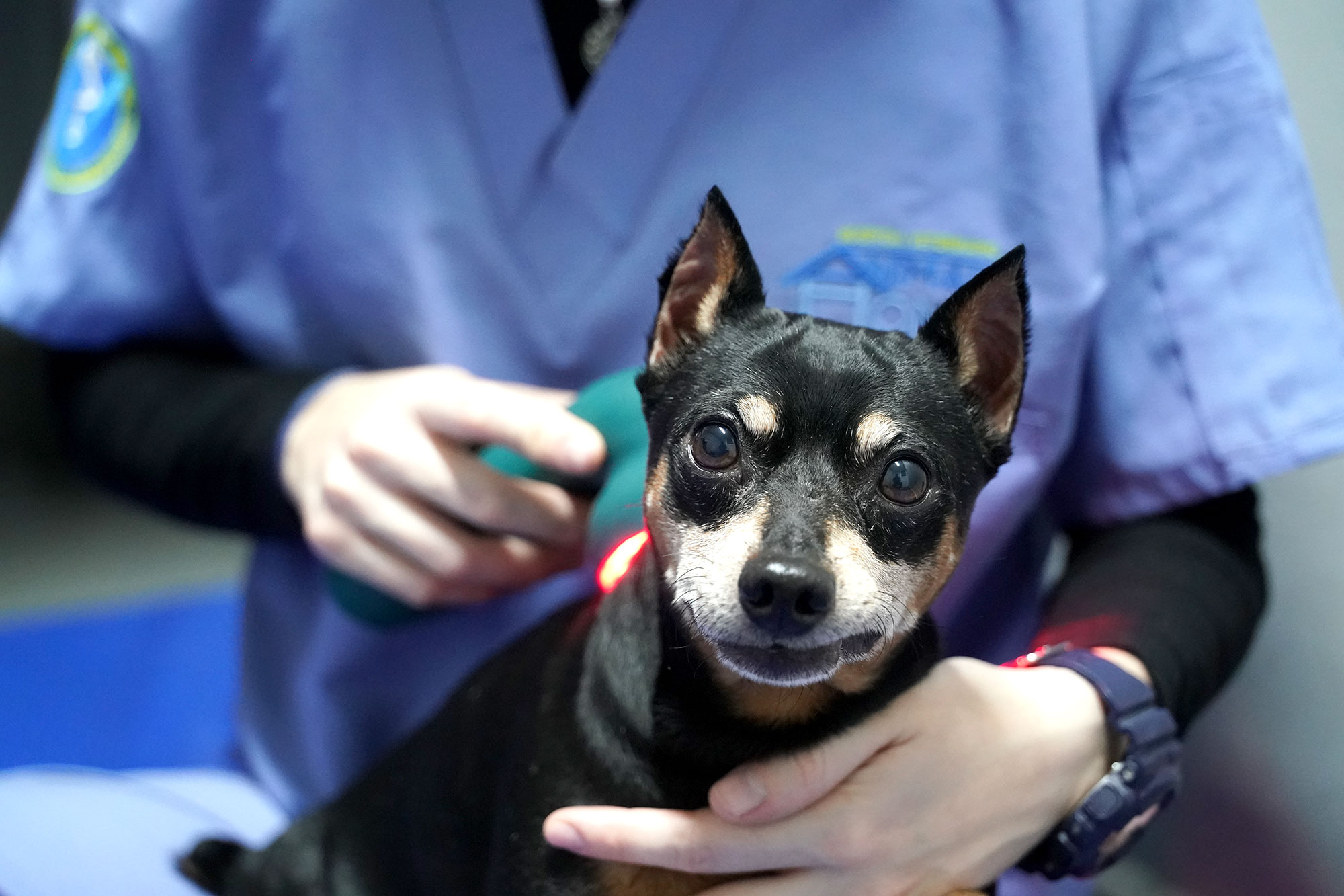 Terapia Laser Veterinaria