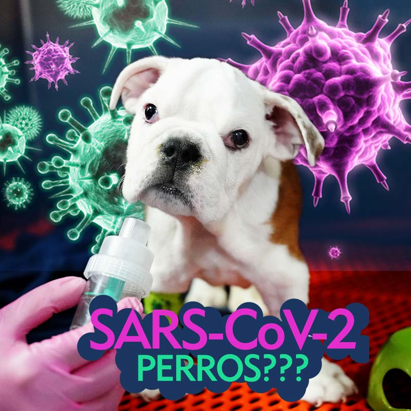 Sars-covid2 Covid 19 en en Perros