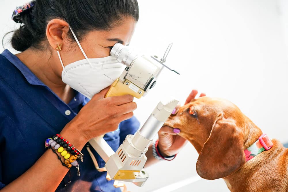 acupuntura veterinaria