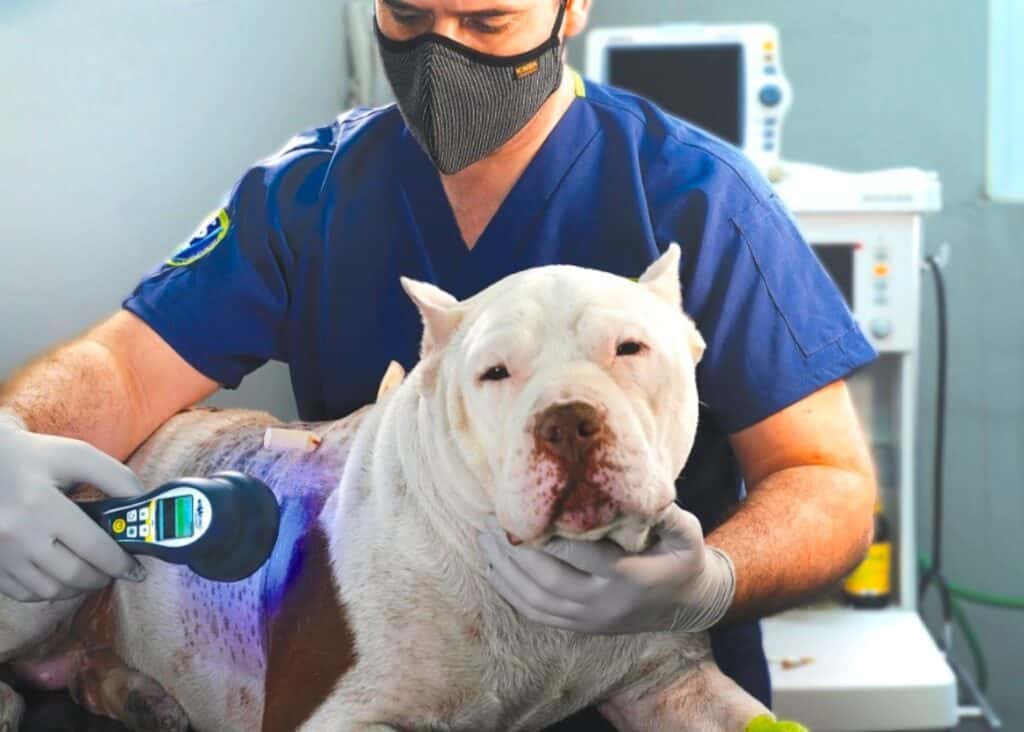 Terapia-laser-veterinaria-mexico