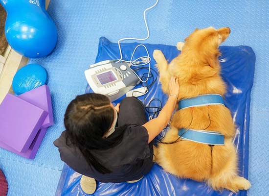 fisioterapia-veterinaria-mexico