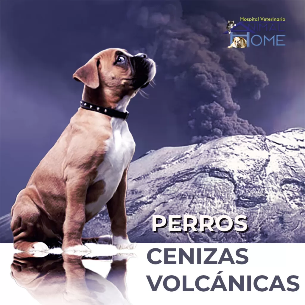 cuidados-cenizas-volcanicas-perros