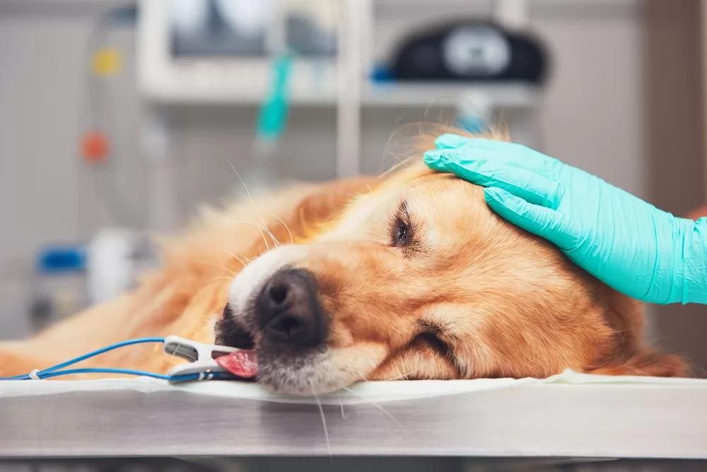 urgencias veterinarias 24 horas